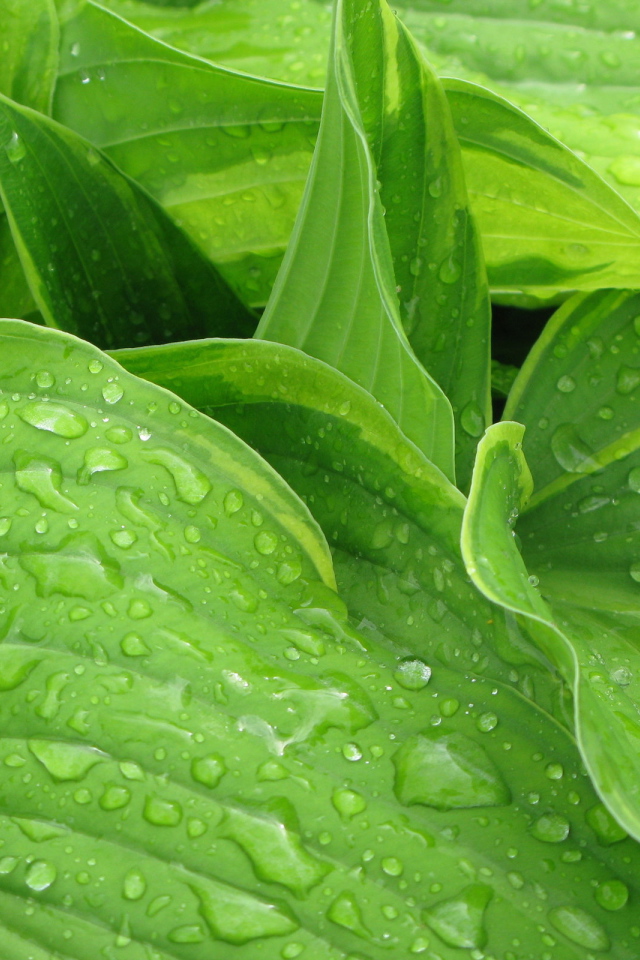 Листья после дождя