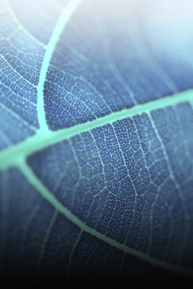 Прозрачный листик