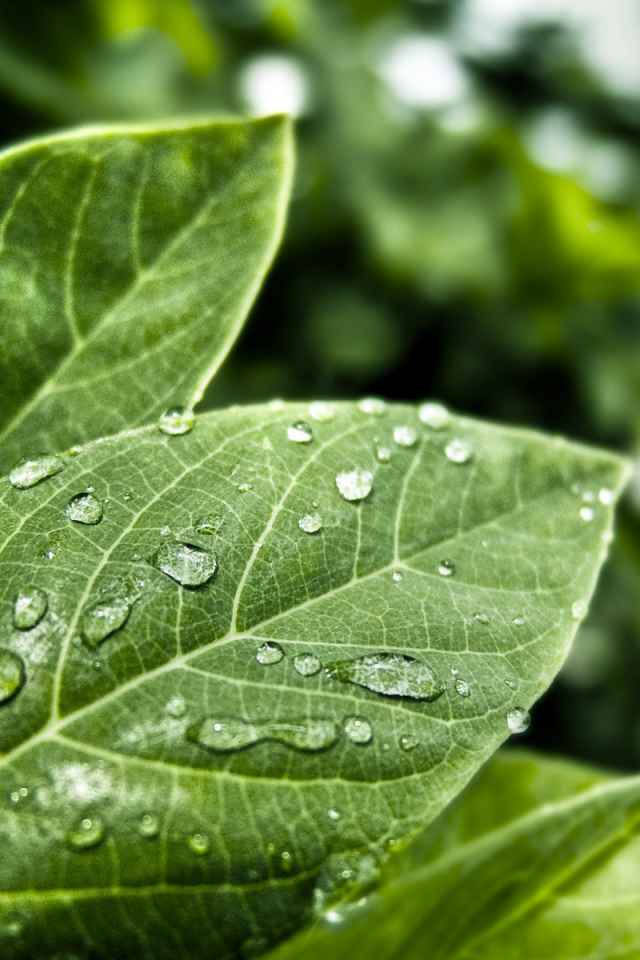 Мокрые листья