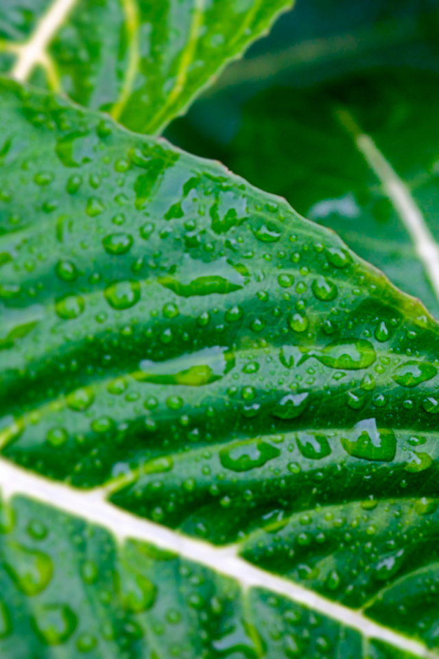 Мокрые листья