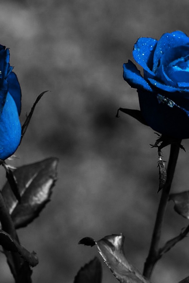 Голубые розы