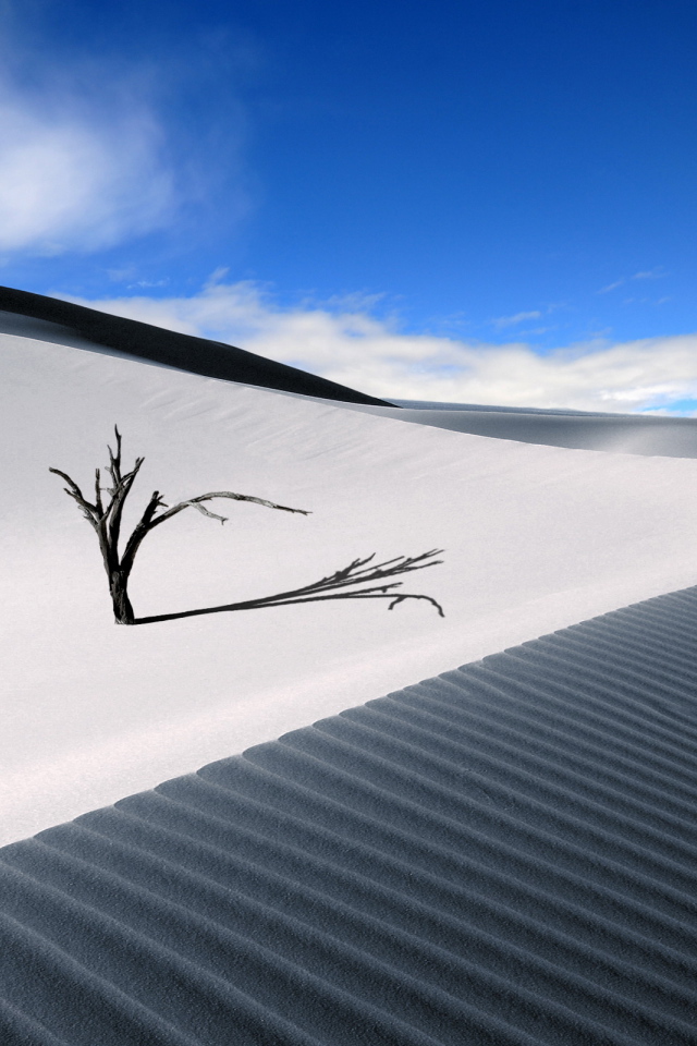 Ветка в пустыне