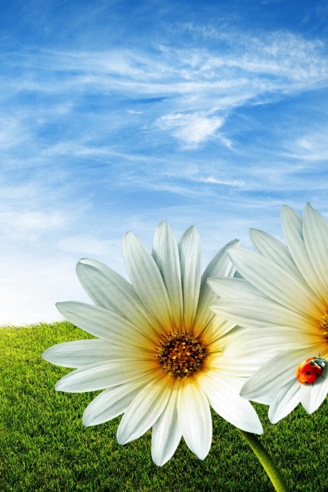 Ромашки в поле