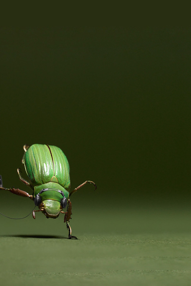 Танцующий жук