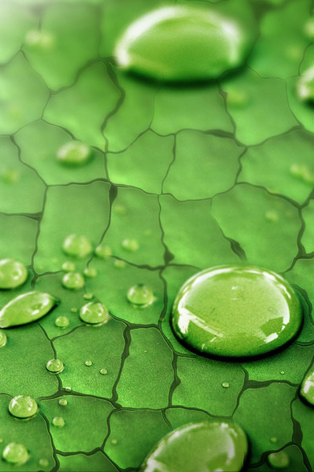 Божья коровка и дождевые капли