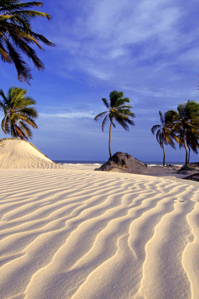 Пляж и пальмы в Бразилии