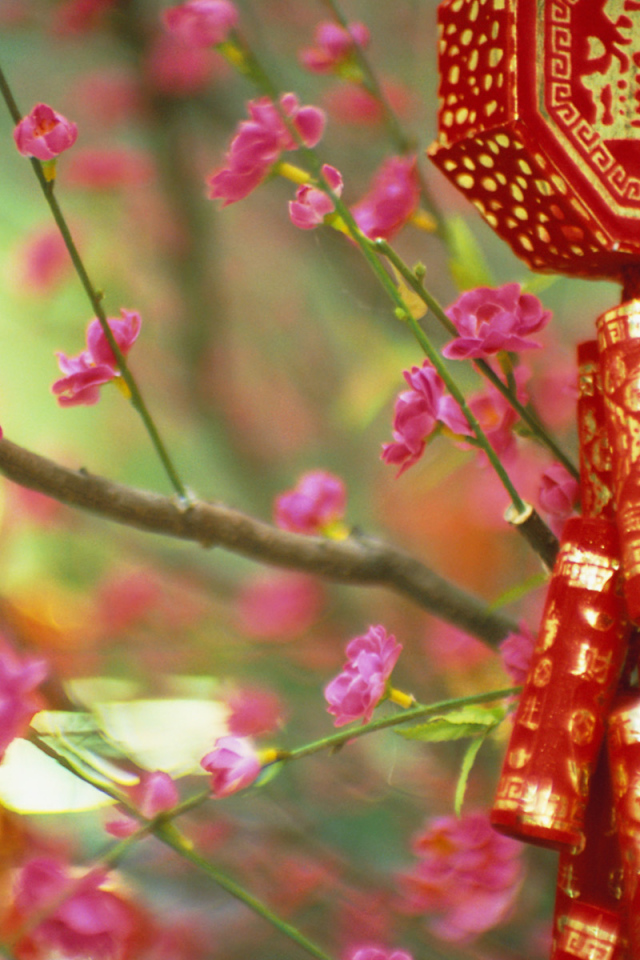 Цветущие растения в Китае