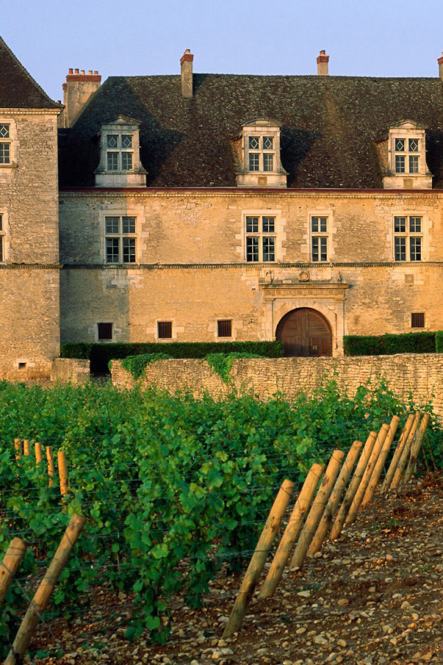 Виноградник возле замка
