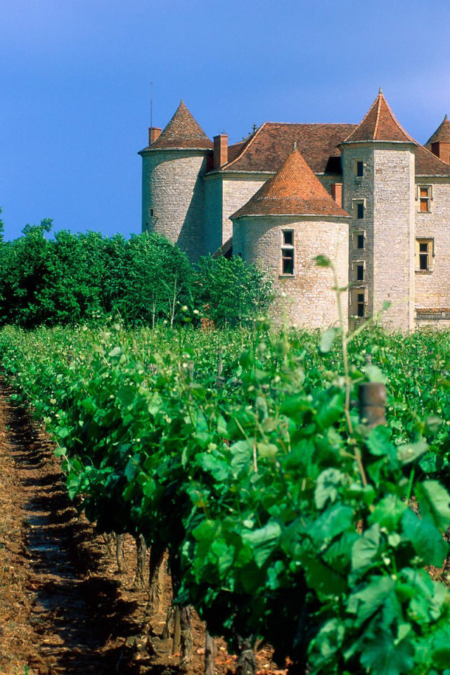 Франция Виноградник