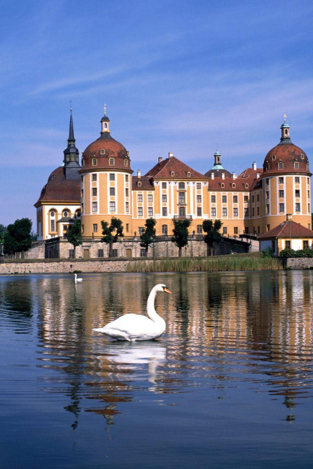 Лебеди на озере