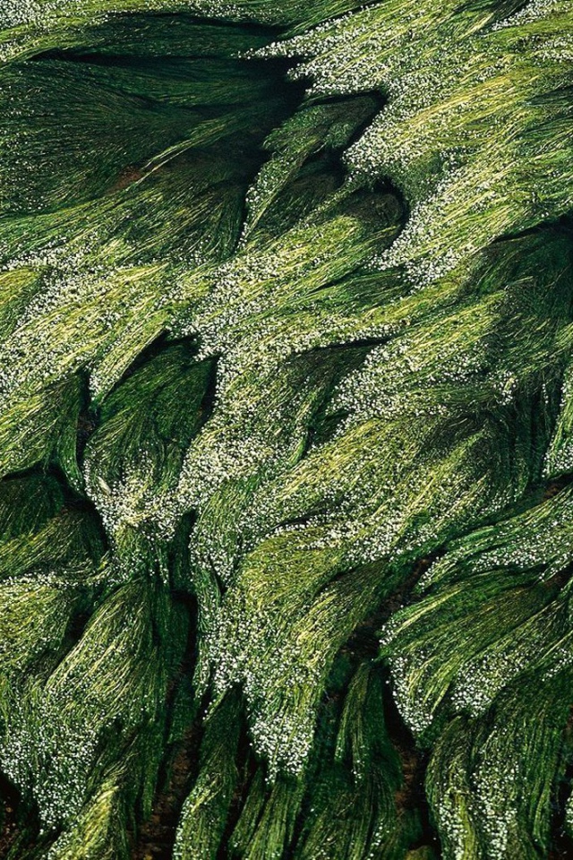 Трава в Луире