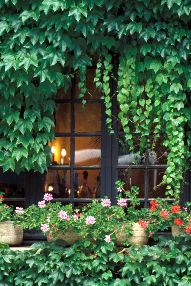 Заросли на домике