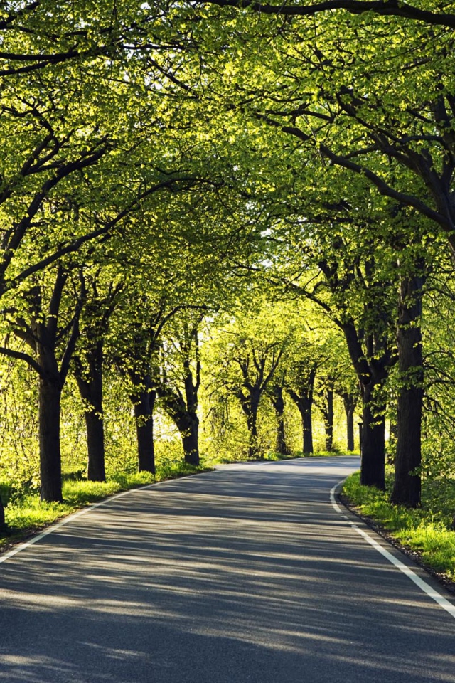 Дорога через парк