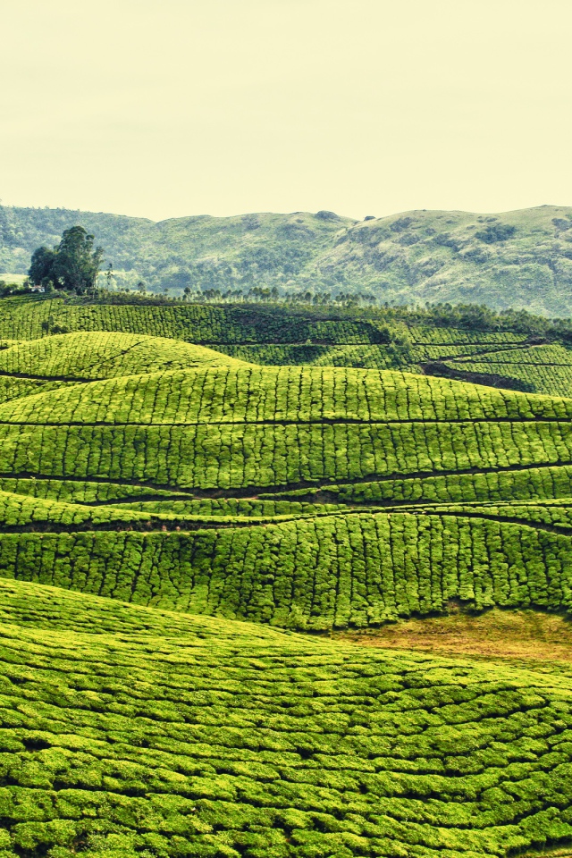 Плантации в Индии