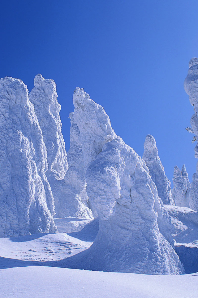 Деревья покрытые снегом