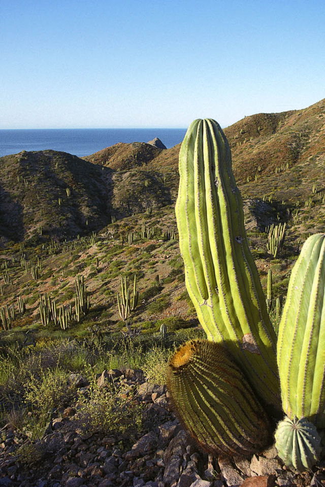 Мексика кактусы текила