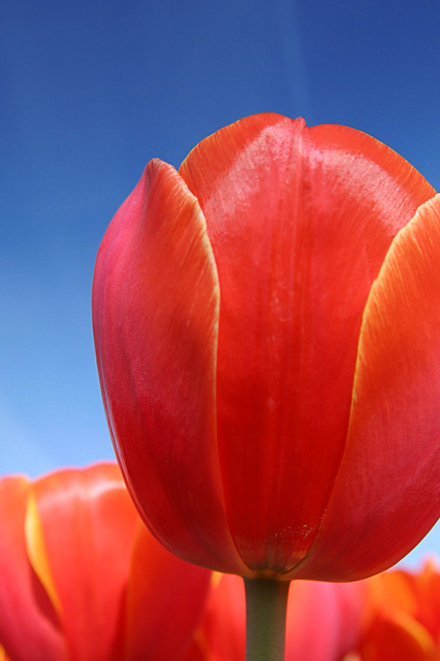 Цветы в Голандии