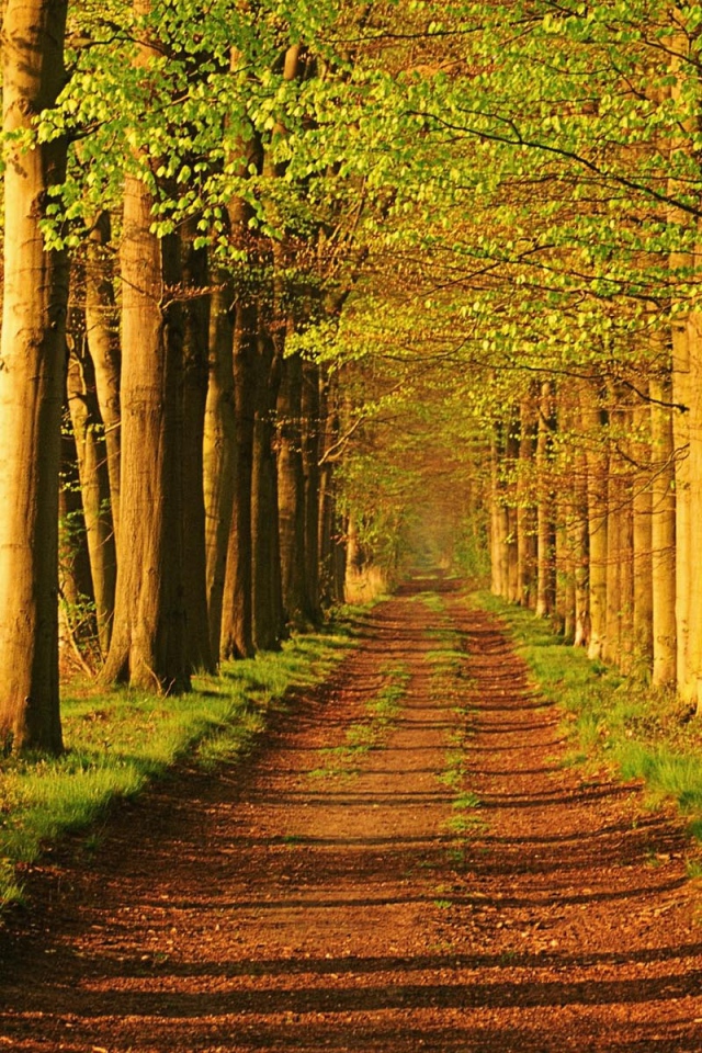 Лес в Голандии