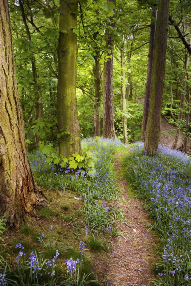 Лес в Подмосковье