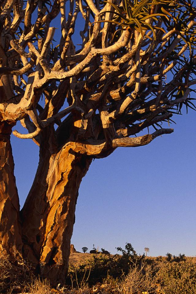 Сухое ветвистое дерево