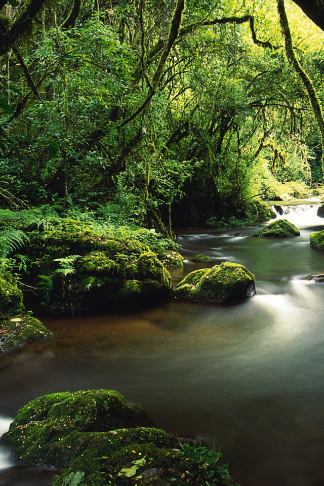 Непроходимые джунгли