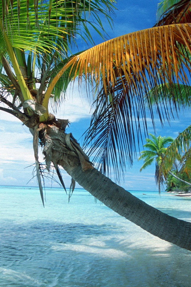 Французская Полинезия, раскинувшаяся пальма