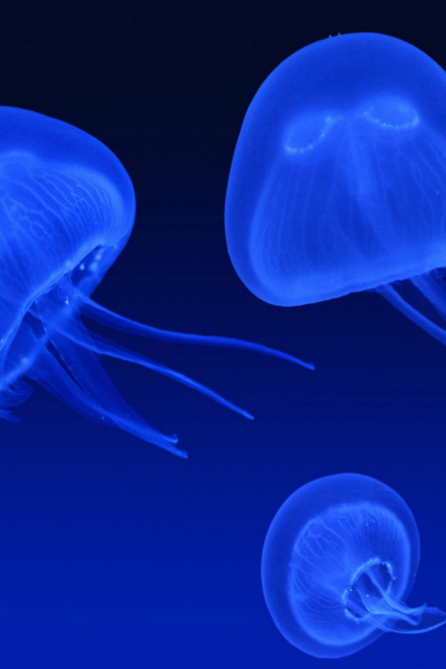 Неоновые медузы