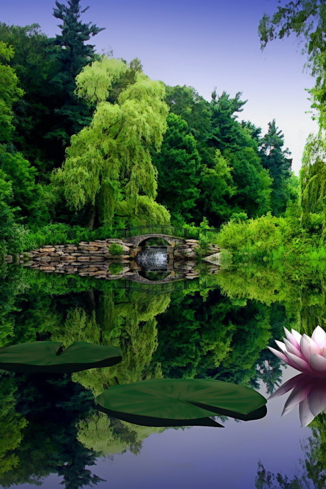 Пруд с кувшинками