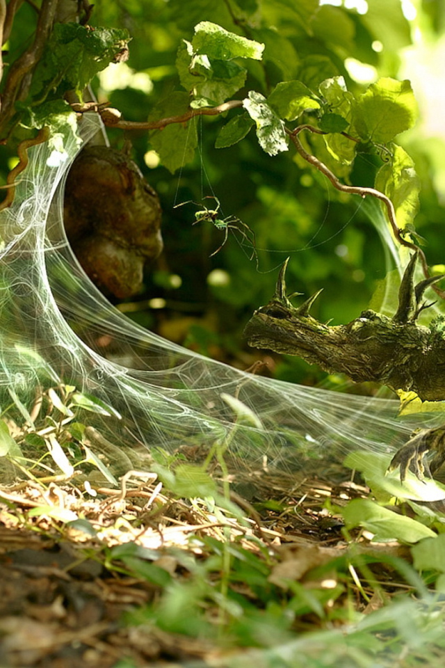 Маленький дракон