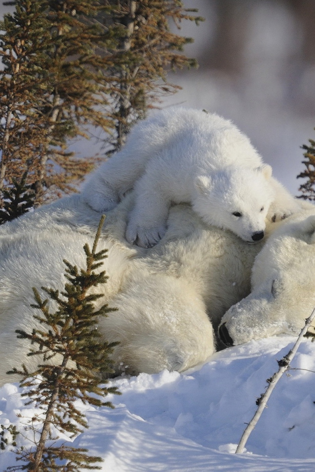 Медведица и малыш