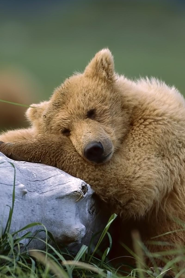 Медведь около ствола