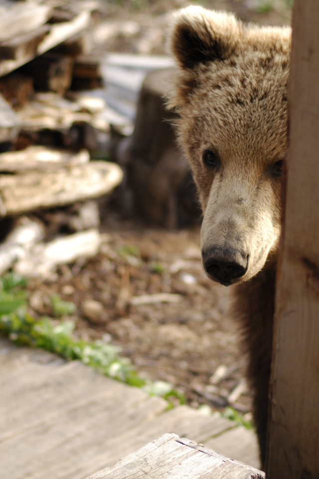 Медведь за дверью
