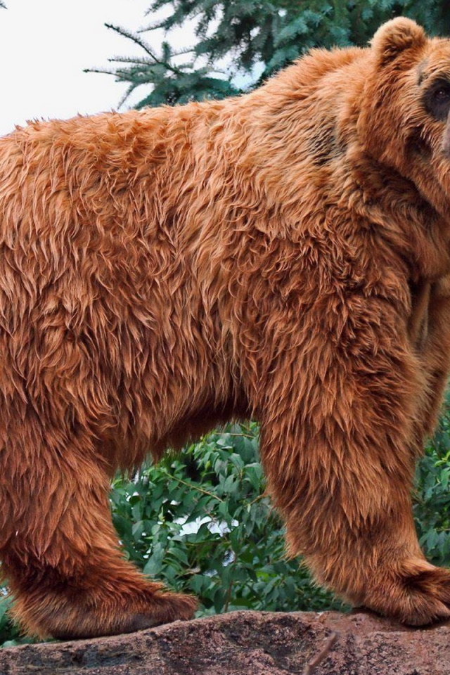 Медведь в лесу