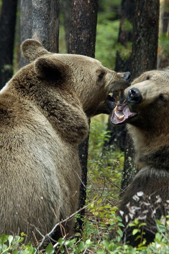 Медвежья пара