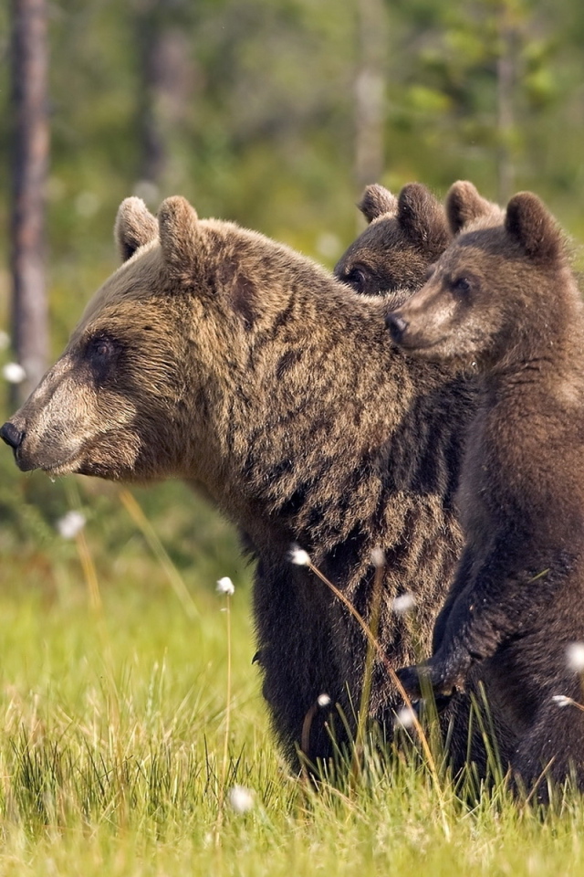 Медвежата и медведица