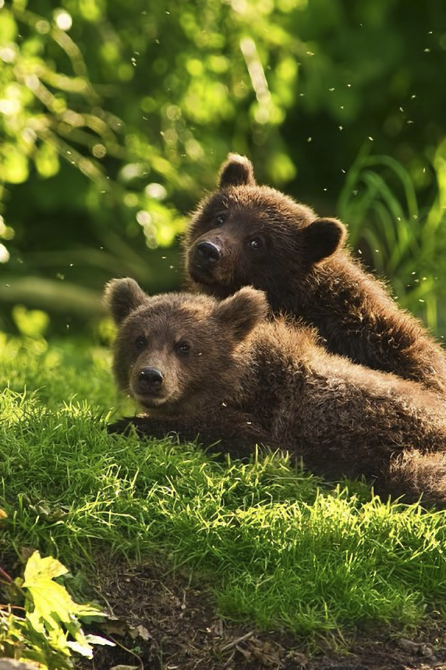 Медведи в лесу