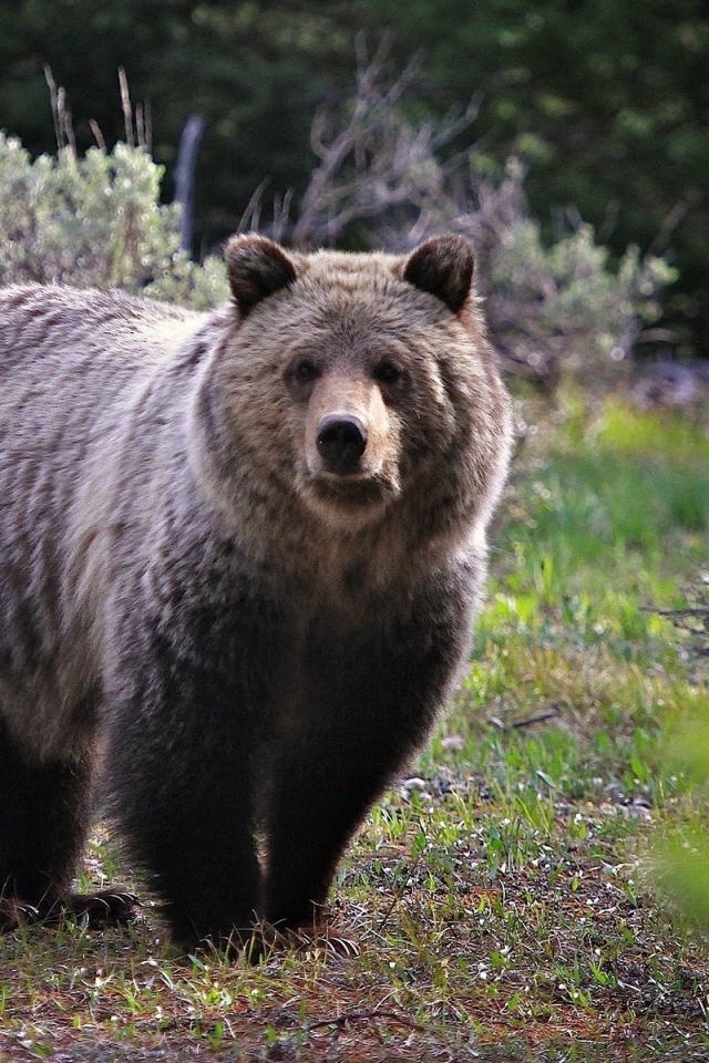 Бурый медведь