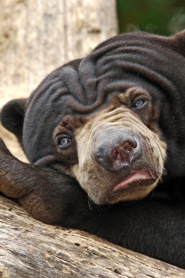 Угрюмый медведь