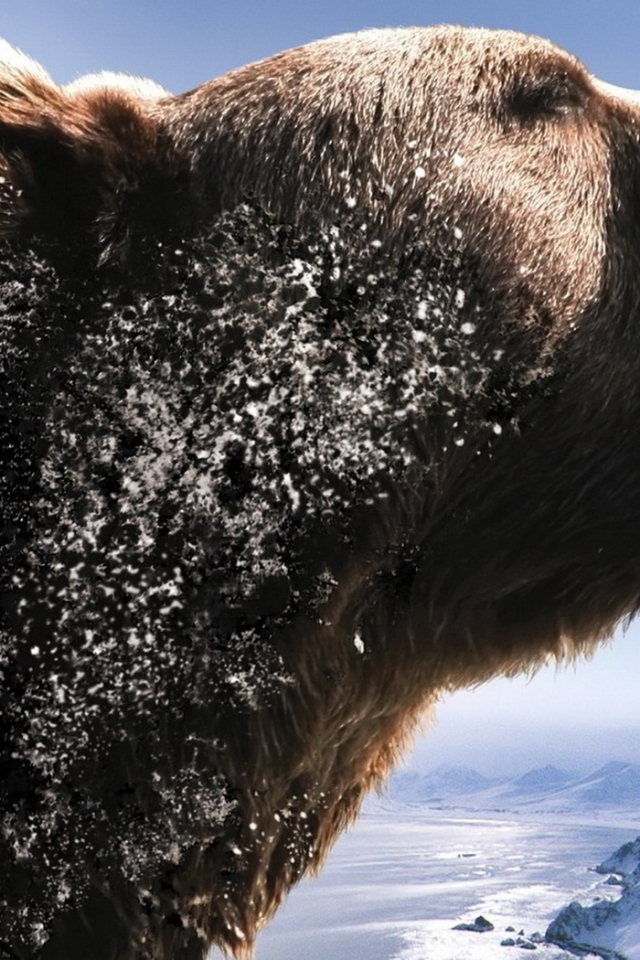 Рычащий медведь