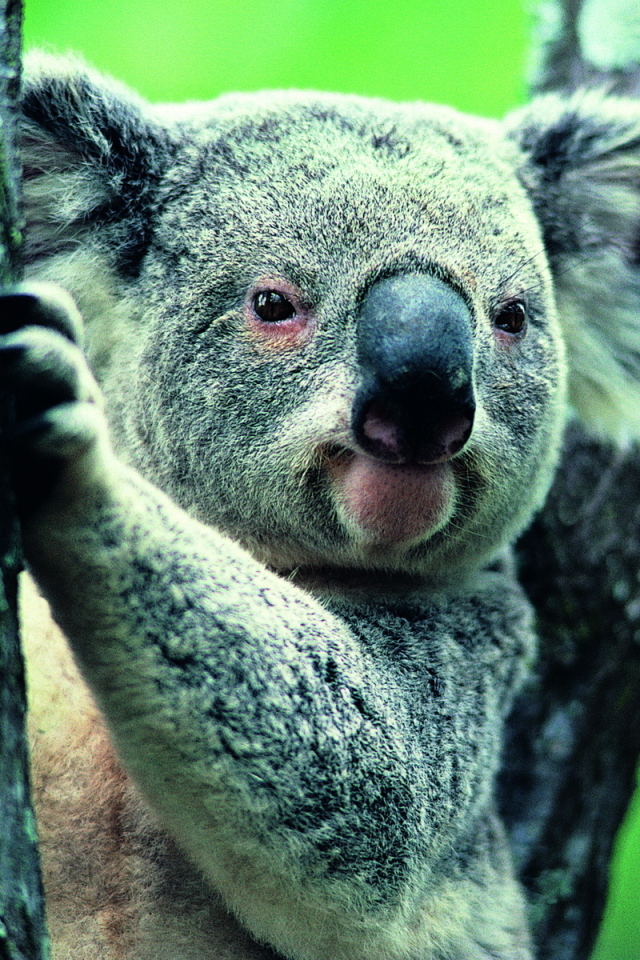 Коала на ветке
