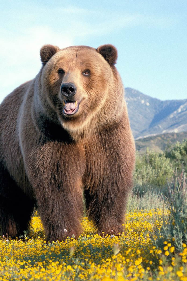 Одиночка-медведь