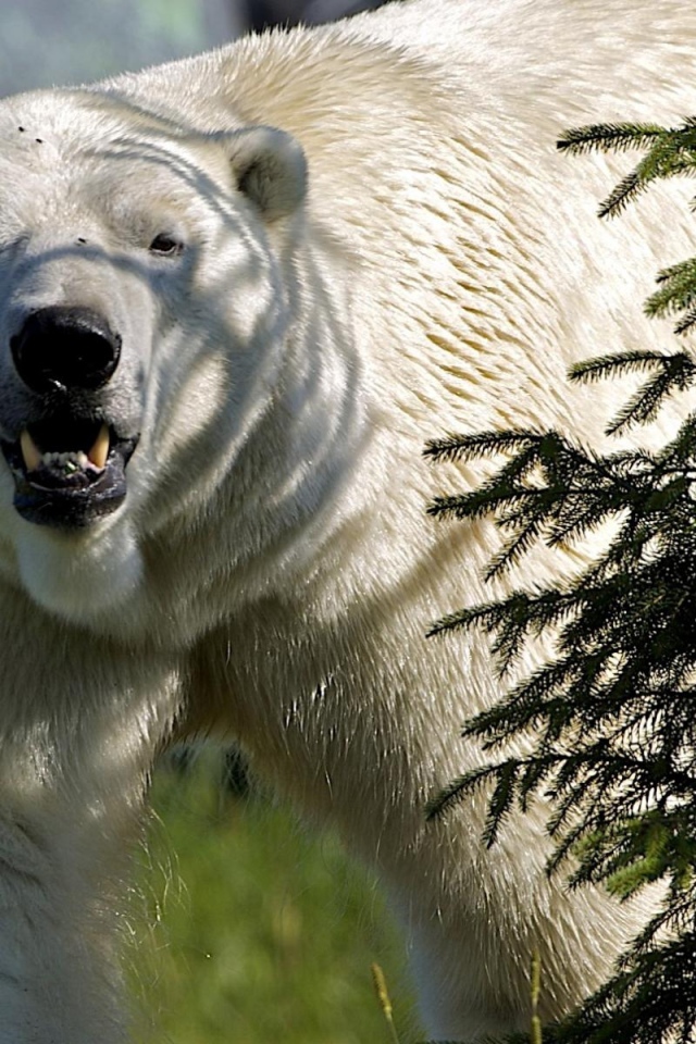 Белый медведь за елкой