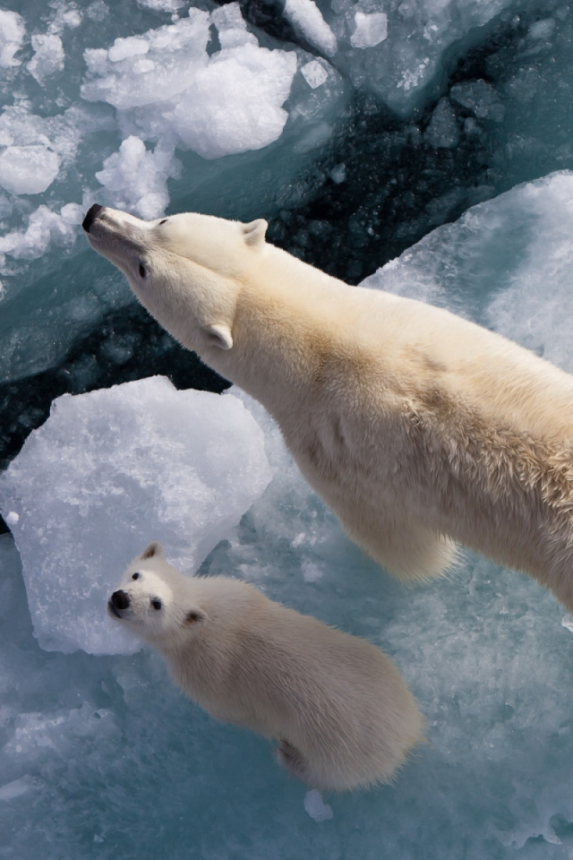 Белый медведь с медвежонком
