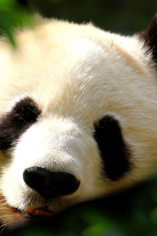 Спящая панда