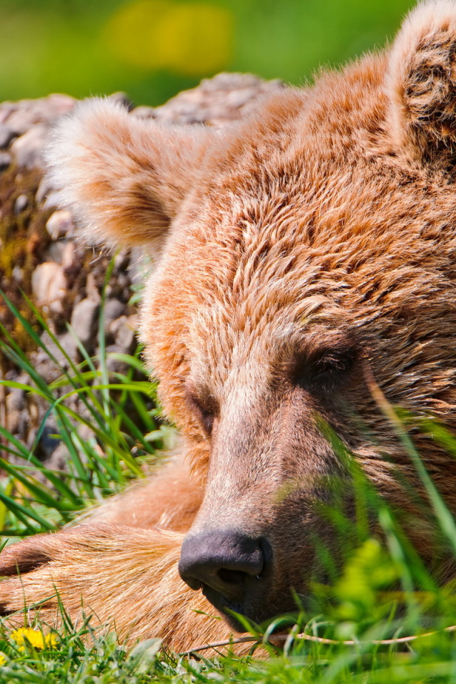 Спящий медведь