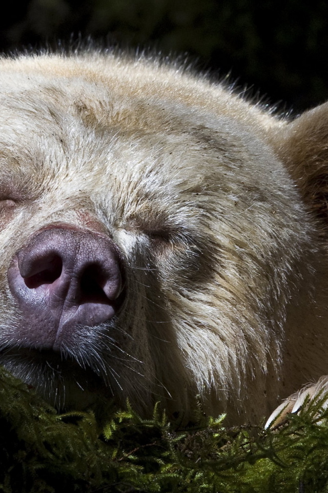 Спящий медведь