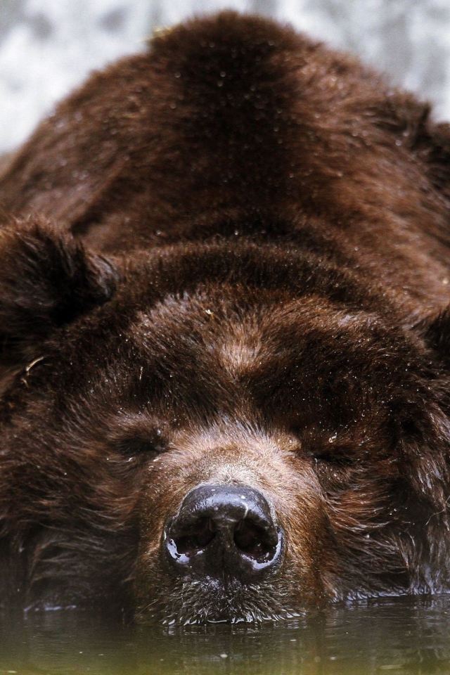 Спящий бурый медведь