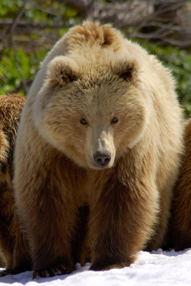 Три медведя