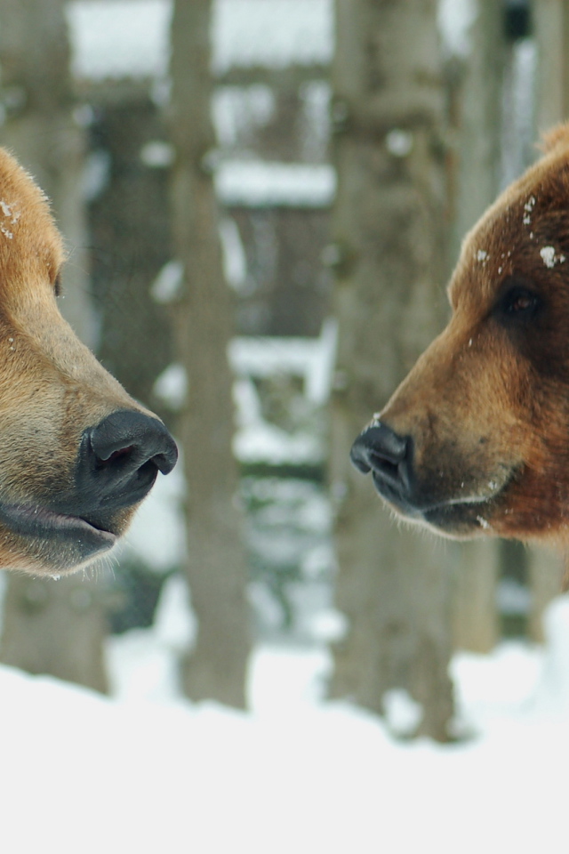 Два медведя
