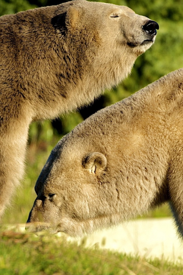 Два белых медведя
